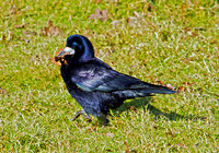 Rook collecting nest material, Slimbridge, March 2011