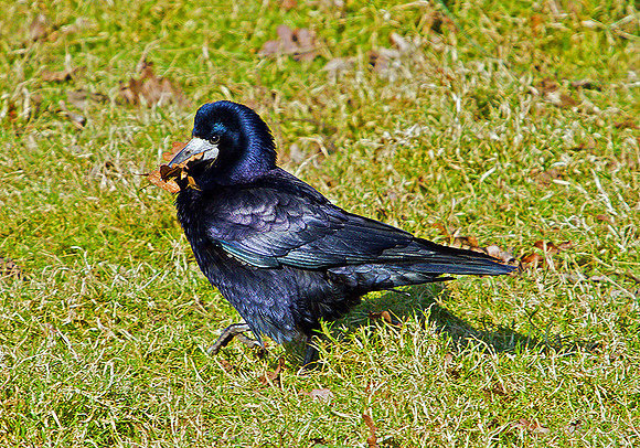 Rook collecting nest material, Slimbridge, March 2011