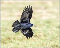 Rook (Corvus frugilegus), Slimbridge WWT, November 2014