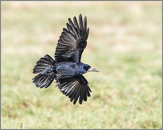 Rook (Corvus frugilegus), Slimbridge WWT, November 2014