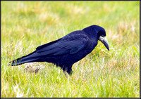 Rook, Norfolk, April 2012