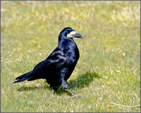 Rook (Corvus frugilegus), Rhayader, March 2014