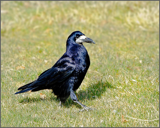 Rook (Corvus frugilegus), Rhayader, March 2014