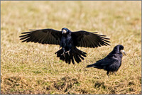 Rook - Corvus frugilegus, Slimbridge WWT, March 2017