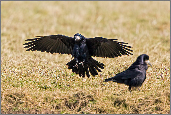 Rook - Corvus frugilegus, Slimbridge WWT, March 2017