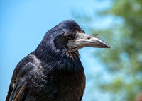 Rook - Corvus frugilegus, Slimbridge WWT, June 2018