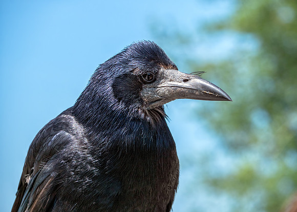 Rook - Corvus frugilegus, Slimbridge WWT, June 2018