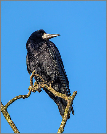 Rook (Corvus frugilegus), February 2016