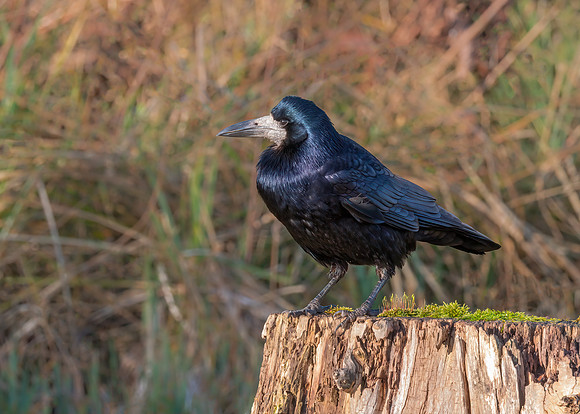 Rook - Corvus frugilegus, Slimbridge WWT, January 2020