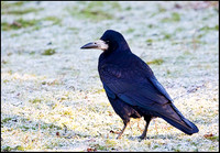 Rook, Slimbridge, 03 January 2009