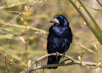Rook - Corvus frugilegus, Slimbridge WWT, April 2019