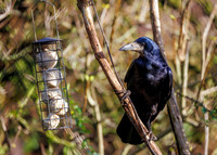 Rook - Corvus frugilegus, Garden, December 2021