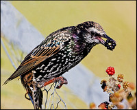 Starling, Upton Warren Flashes, 22 August 2009