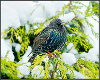 Starling (Sturnus vulgaris), Garden, 18 January 2013