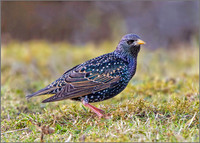 Starling (Sturnus vulgaris), Marsh Lane NR, February 2016