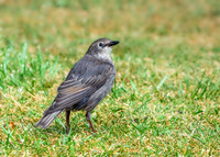 Common Starling - Sturnus vulgaris, Garden, June 2020