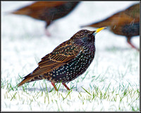 Starling, Garden, 04 February 2012