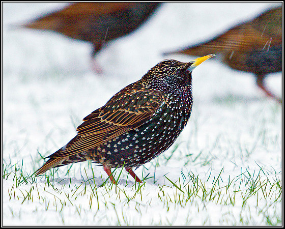 Starling, Garden, 04 February 2012
