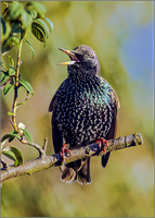 Common Starling (Sturnus vulgaris), Garden, December 2016