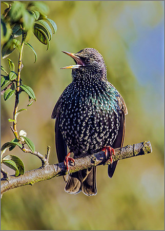 Common Starling (Sturnus vulgaris), Garden, December 2016
