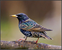 Starling, Bromsgrove, 21 February 2012