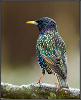 Starling, Bromsgrove, 17 January 2012
