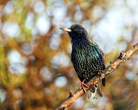 Common Starling - Sturnus vulgaris, Garden, December 2021