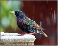 Starling, Garden, 04 February 2012