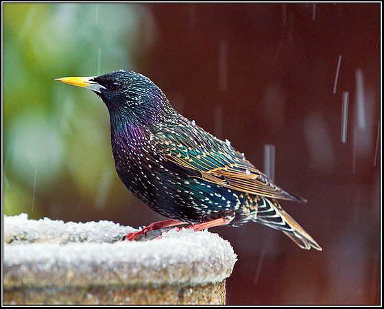 Starling, Garden, 04 February 2012