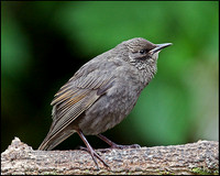 Juvenile Starling, Garden, 27 May 2009