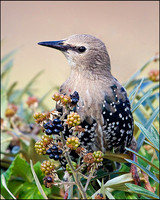 Juvenile Starling, Upton Warren Flashes, 22 August 2009
