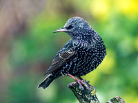 Starling (Sturnus vulgaris), Garden, December 2014