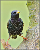 Starling, Bromsgrove, 21 February 2012