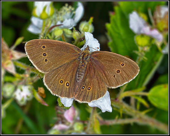 Ringlet (Aphantopus hyperantus), Trench Wood NR, 17 July 2012