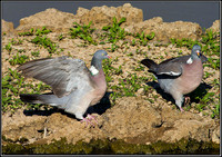 Woodpigeons, Upton Warren Moors, 128 July 2010