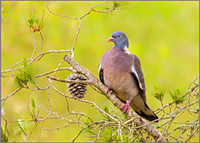 Common Woodpigeon - Columba palumbus, Mallorca, May 2017