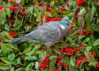 Common Woodpigeon - Columba polumbus, Garden, December 2019