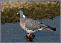 Woodpigeon (Columba polumbus), Upton Warren NR, May 2013