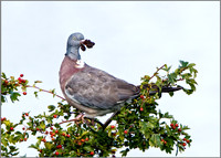 Common Woodpigeon (Columba pallumbus), Upton Warren NR, August 2016