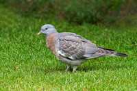 Common Woodpigeon -  Columba palumbus, Garden, June 2020