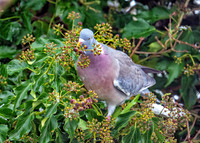 Common Woodpigeon - Columba palumbus, Garden, December 2020