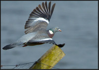Woodpigeon (Columbia polumbus), Upton Warren Moors, 27 March 2013