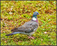 Woodpigeon, Upton Warren Moors, 06 September 2010