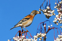 Brambling - Fringilla montifringilla, January 2022