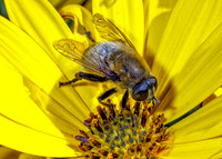 Narcissus Hoverfly