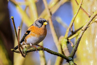 Brambling - Fringilla montifringilla, Warwickshire, December 2021