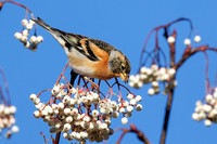 Brambling - Fringilla montifringilla, Warwickshire, January 2022