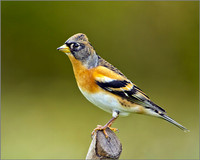 Brambling, Bromsgrove, 02 November 2010