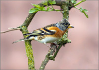Brambling, Garden, 04 April 2011