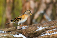 Brambling - Fringilla montifringilla, Warwickshire, November 2021